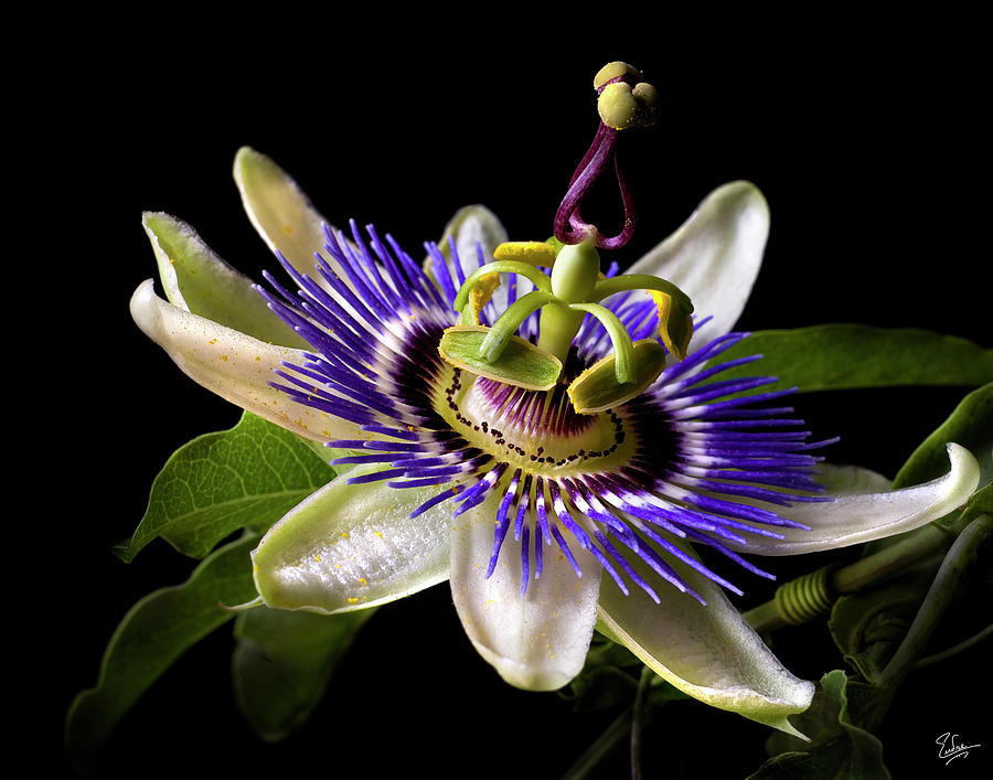 Passion Flower Photograph by Endre
                          Balogh