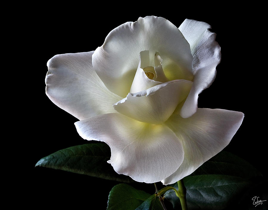 White
                          Rose Photograph by Endre Balogh